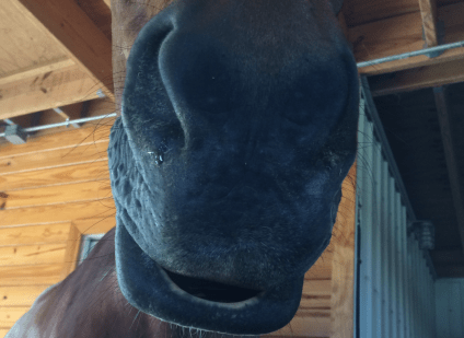 Robin asleep lip drooping