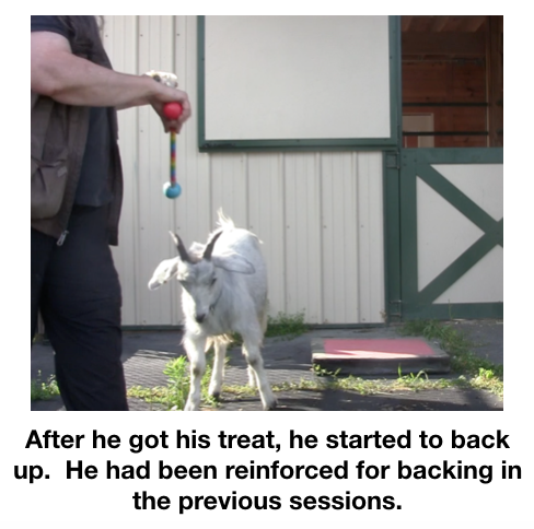 Goat diaries Day 2 backing up.png