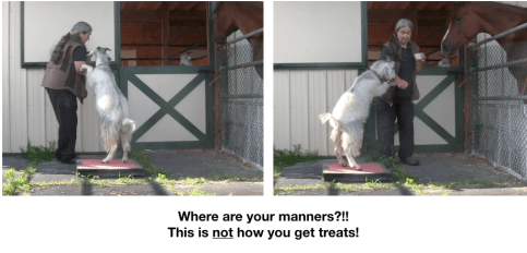 Goat Diaries Day 2: Excitement - 2 photos where manners?.png