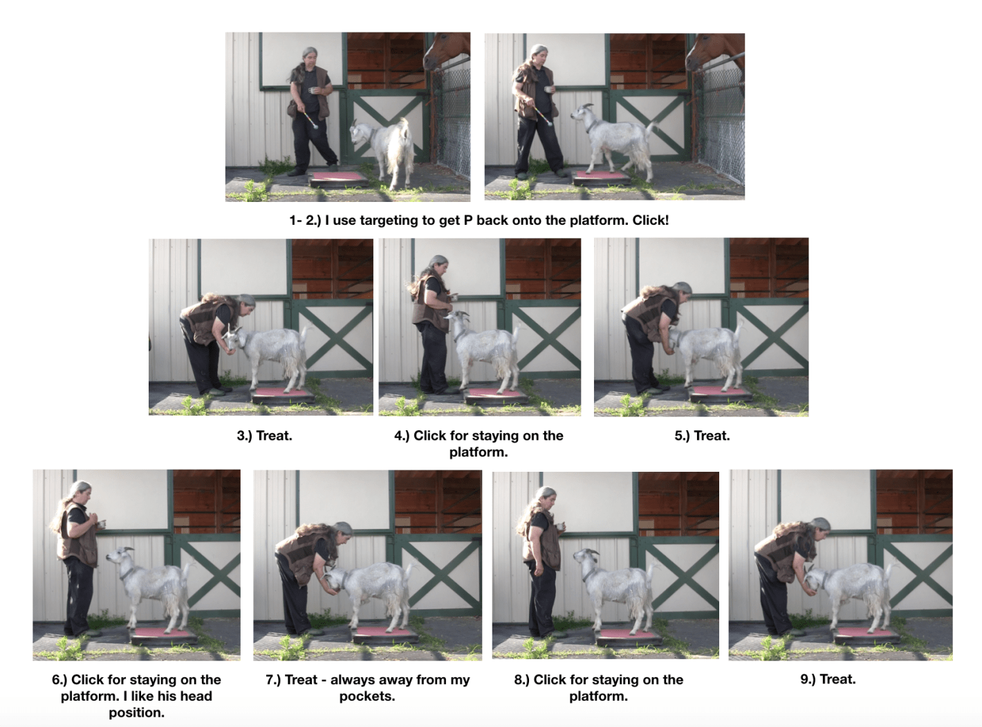 Goat Diaries Day 2: Excitement - 9 photos C:T.png