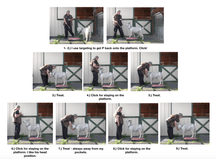 Goat Diaries: Clicker Training Day 2 Goats are Like Horses Except That ...