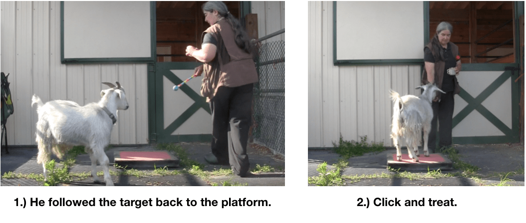 Goat diaries Day 2 Platforms -  2 photos return to platform.png