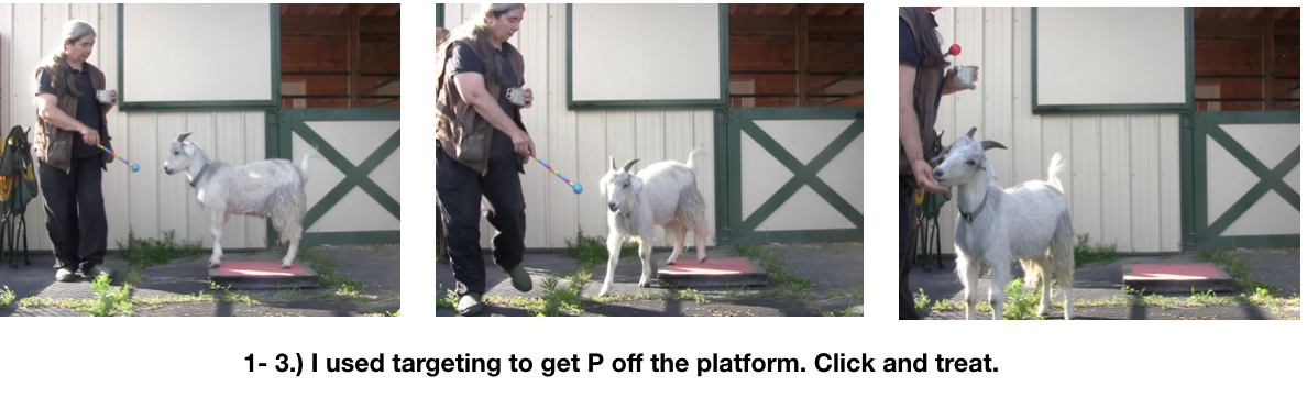 Goat Diaries Day 2 Platforms 3 photos targeting.png