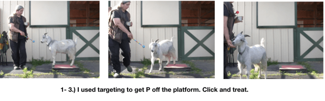 Goat Diaries Day 2 Platforms 3 photos targeting.png