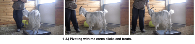 Goat Diaries Day 3 E Pivoting with me.png