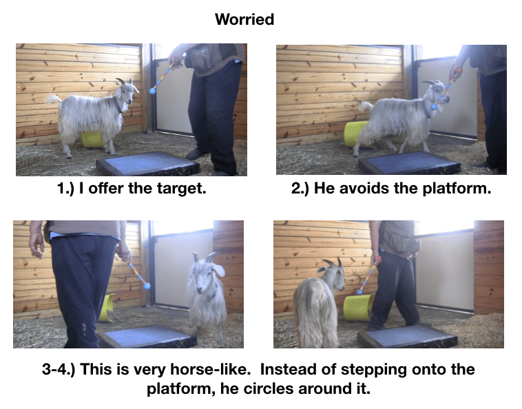 Goat Diaries Day 3 E's First Platform Session - Worried -first panel 4 photos.png