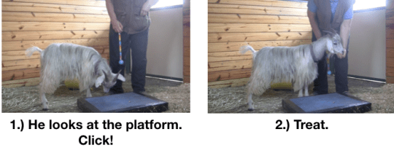 Goat Diaries Day 3 E's First Platform Session - Worried -looking at platform 2 photos.png