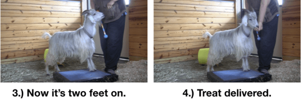 Goat Diaries Day 3 E's First Platform Session - Worried - pawing 2 photos 2.png