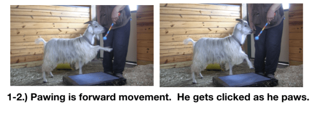 Goat Diaries Day 3 E's First Platform Session - Worried -pawing 2 photos.png