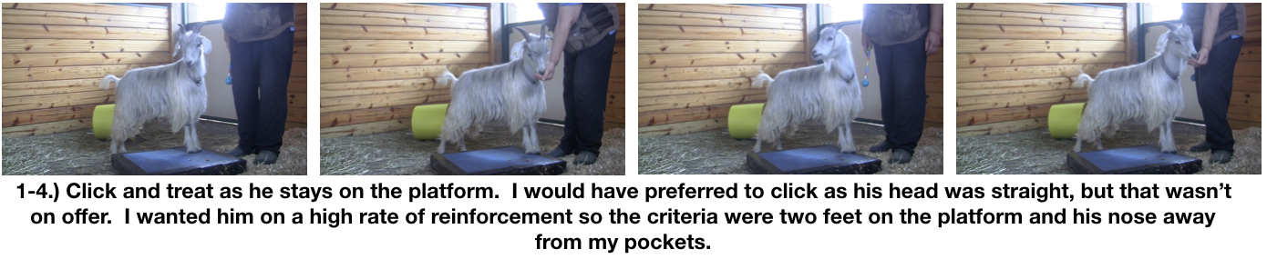 Goat Diaries Day 3 E's First Platform Session - Worried -staying 4 photos.png