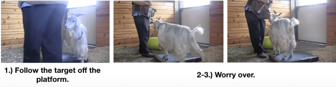 Goat Diaries Day 3 E's First Platform Session - Worried -worry over.png