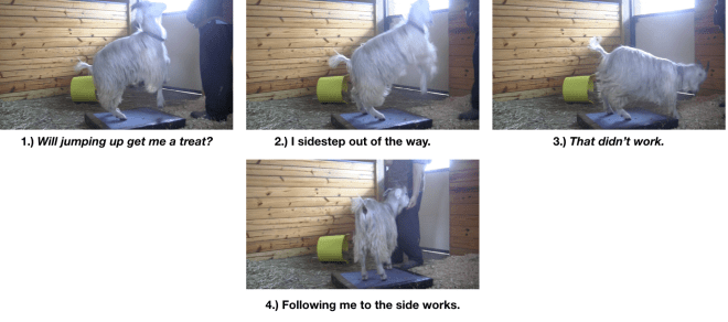 goat diaries day 3 jumping up 4 photos.png
