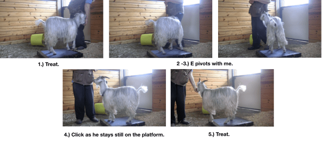 Goat diaries Day 3 - pivoting 5 photos.png