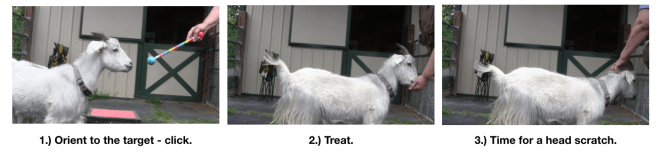 Goat Diaries: Day 3 Platforms Pt 2 - head scratch 3 photos.png