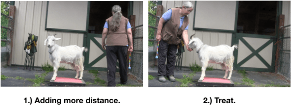 Goat Diaries: Day 3 Platforms Pt 3 - build distance 2 photos.png