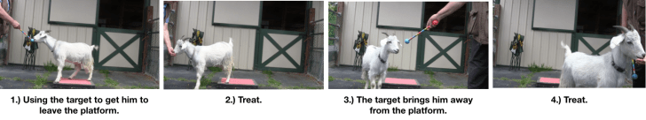 Goat Diaries: Day 3 Platforms Pt 3 - targeting off platform 4 photos.png