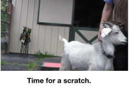 Goat Diaries: Day 3 Platforms Pt 3 - time for a scratch.png