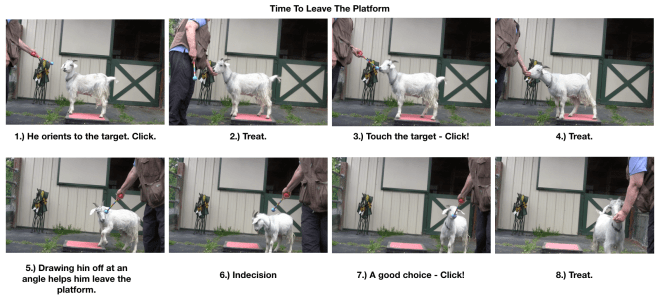 Goat Diaries Day 3 Platforms: Pt leaving platform 8 photos.png