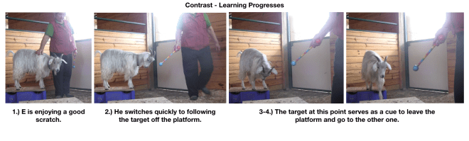 Goat Diaries Day 4 - E on 2 platforms - pt. 2 - panel 1.png