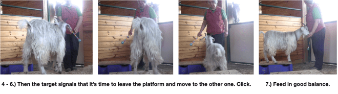 Goat Diaries Day 4 - E on 2 platforms - pt. 2 - panel 11.png