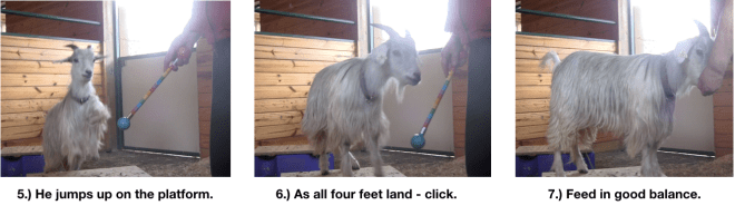 Goat Diaries Day 4 - E on 2 platforms - pt. 2 - panel 2.png