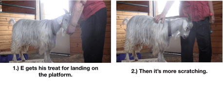 Goat Diaries Day 4 - E on 2 platforms - pt. 2 - panel 3.png