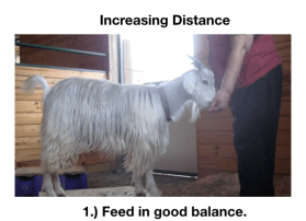 Goat Diaries Day 4 - E on 2 platforms - pt. 2 - panel 6.png