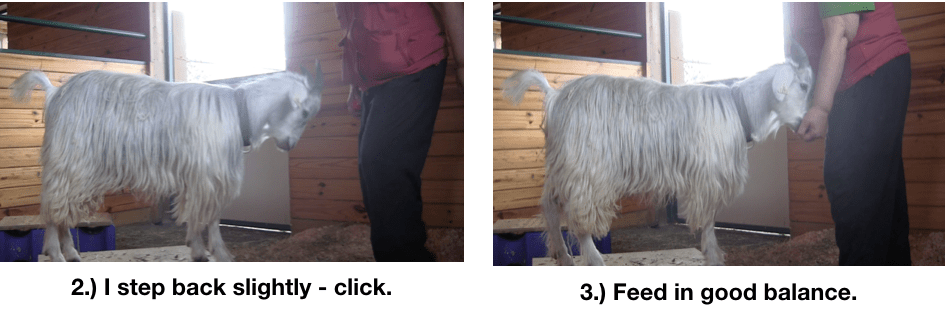 Goat Diaries Day 4 - E on 2 platforms - pt. 2 - panel 7.png