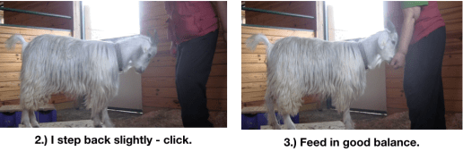 Goat Diaries Day 4 - E on 2 platforms - pt. 2 - panel 7.png