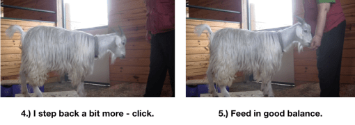 Goat Diaries Day 4 - E on 2 platforms - pt. 2 - panel 8.png