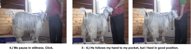 Goat Diaries Day 4 E's session 2 platforms in stall 1 - Panel 2.png