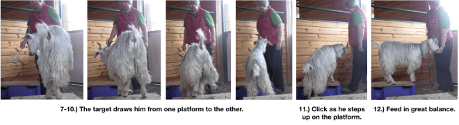 Goat Diaries Day 4 E's session 2 platforms in stall 1 - Panel 3.png