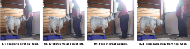 Goat Diaries Day 4 E's session 2 platforms in stall 1 - Panel 5.png