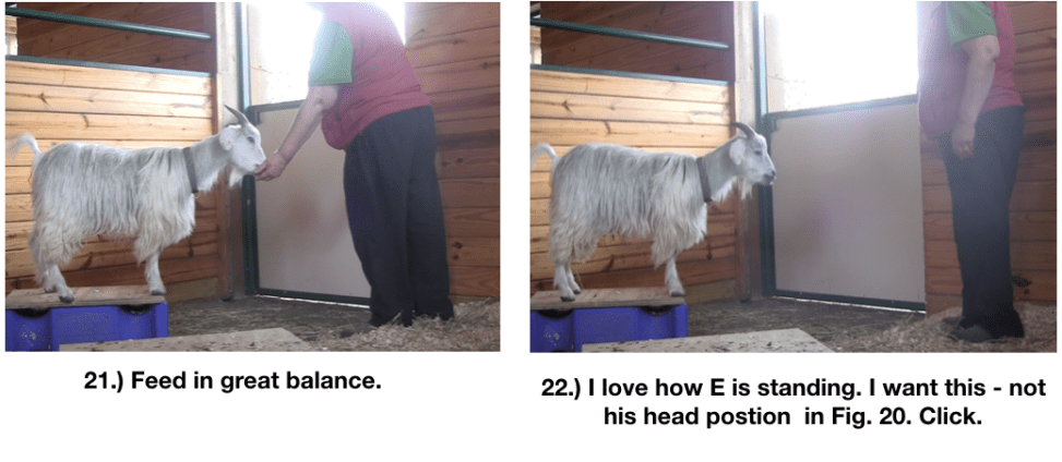 Goat Diaries Day 4 E's session 2 platforms in stall 1 - Panel 6.png