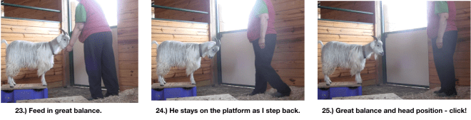 Goat Diaries Day 4 E's session 2 platforms in stall 1 - Panel 7.png