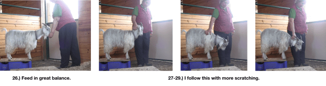 Goat Diaries Day 4 E's session 2 platforms in stall 1 - Panel 8.png