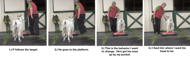 Goat Diaries Day 4 - P - Platforms Pt 1 - panels 1-4.png