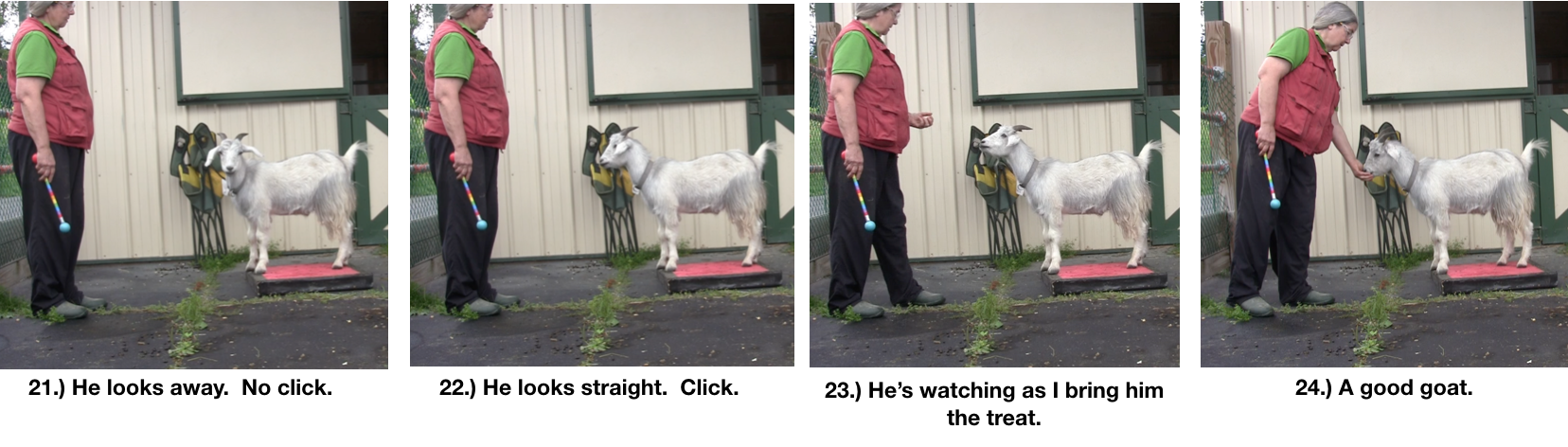 Goat Diaries Day 4 - P - Platforms Pt 1 - panels 21-24.png