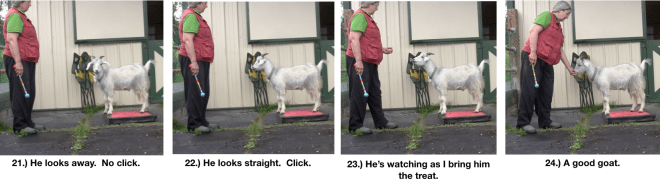 Goat Diaries Day 4 - P - Platforms Pt 1 - panels 21-24.png