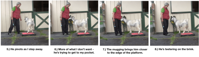 Goat Diaries Day 4 - P - Platforms Pt 1 - panels 5-8.png