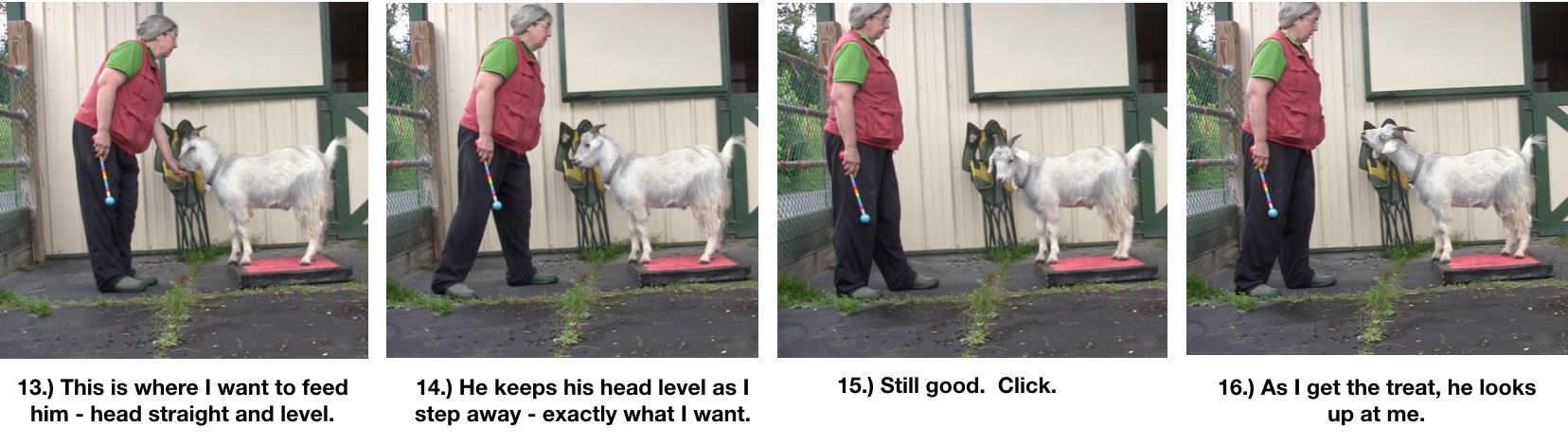 Goat Diaries Day 4 - P - Platforms Pt 1 - ppanels 13-16.png