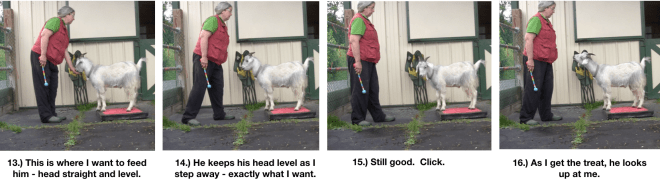 Goat Diaries Day 4 - P - Platforms Pt 1 - ppanels 13-16.png