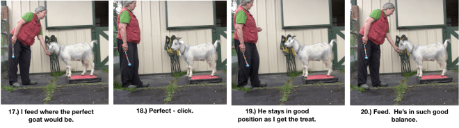 Goat Diaries Day 4 - P - Platforms Pt 1 - PPanels 17-20.png