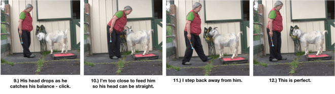 Goat Diaries Day 4 - P - Platforms Pt 1 - ppanels 9-12.png