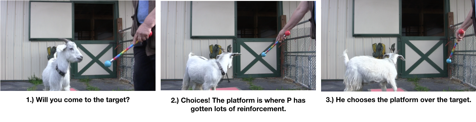 Goat Diaries- Day 4- P's 11 am Session - 3 photos leaving platform.png