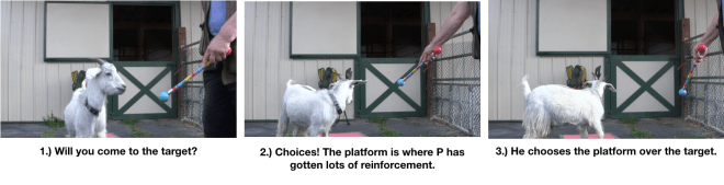 Goat Diaries- Day 4- P's 11 am Session - 3 photos leaving platform.png