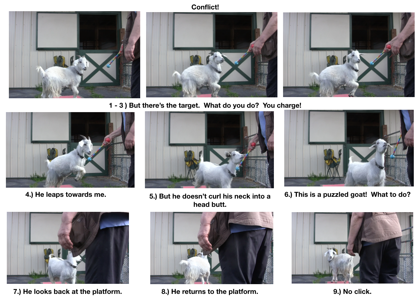 Goat Diaries- Day 4- P's 11 am Session - charges target 9 photos.png