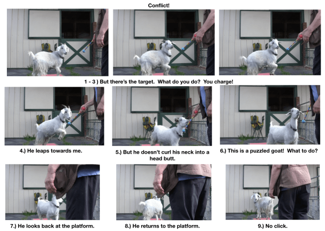 Goat Diaries- Day 4- P's 11 am Session - charges target 9 photos.png
