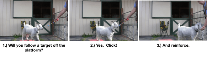 Goat Diaries- Day 4- P's 11 am Session - leaving platform 3 photos.png