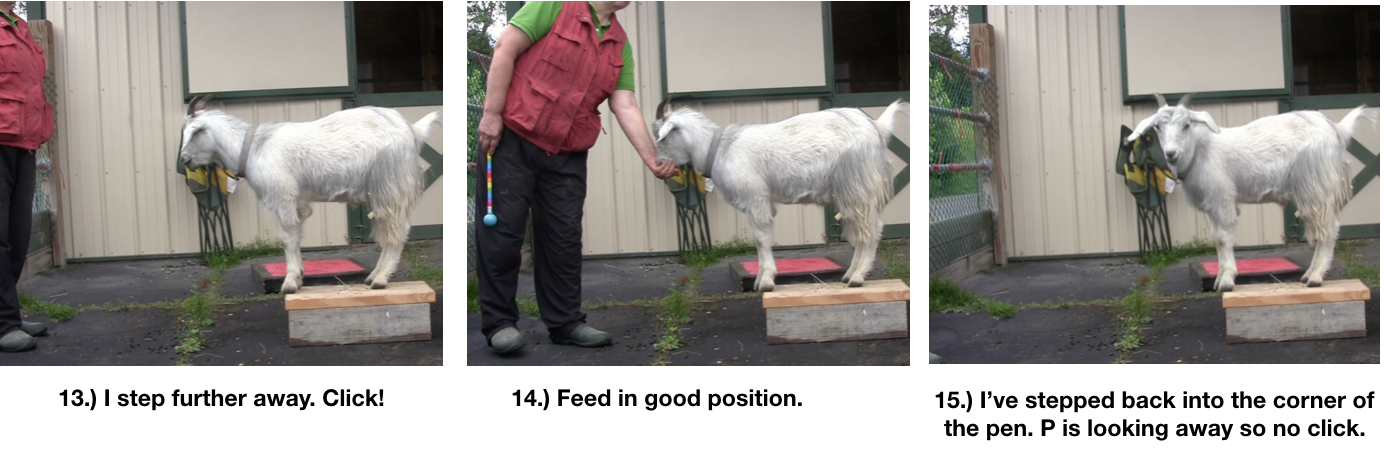 Goat Diaries Day 4 Two Platforms Pt 2 What a Nimble Goat -panels 13-15.png